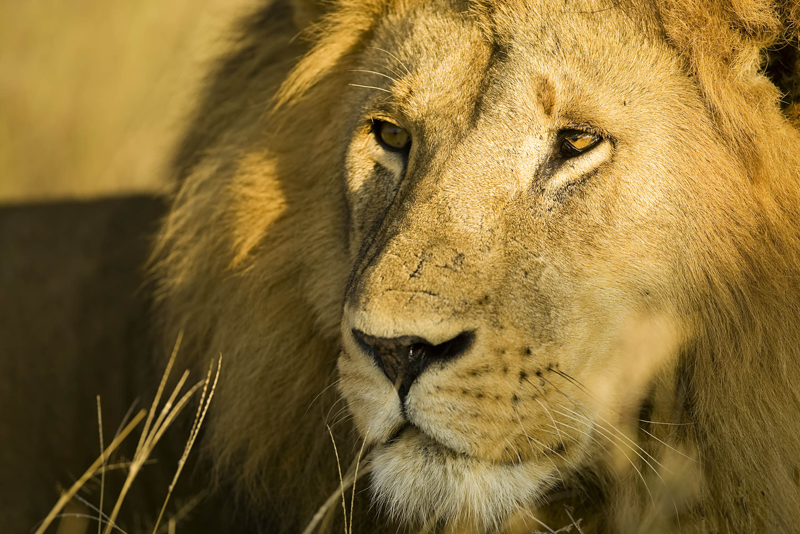 Serengeti, Tanzania