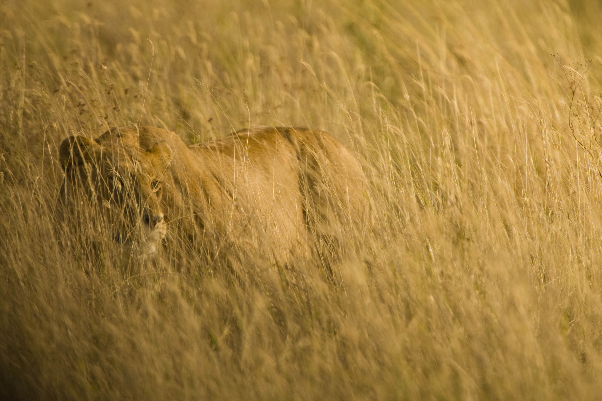 Serengeti, Tanzania