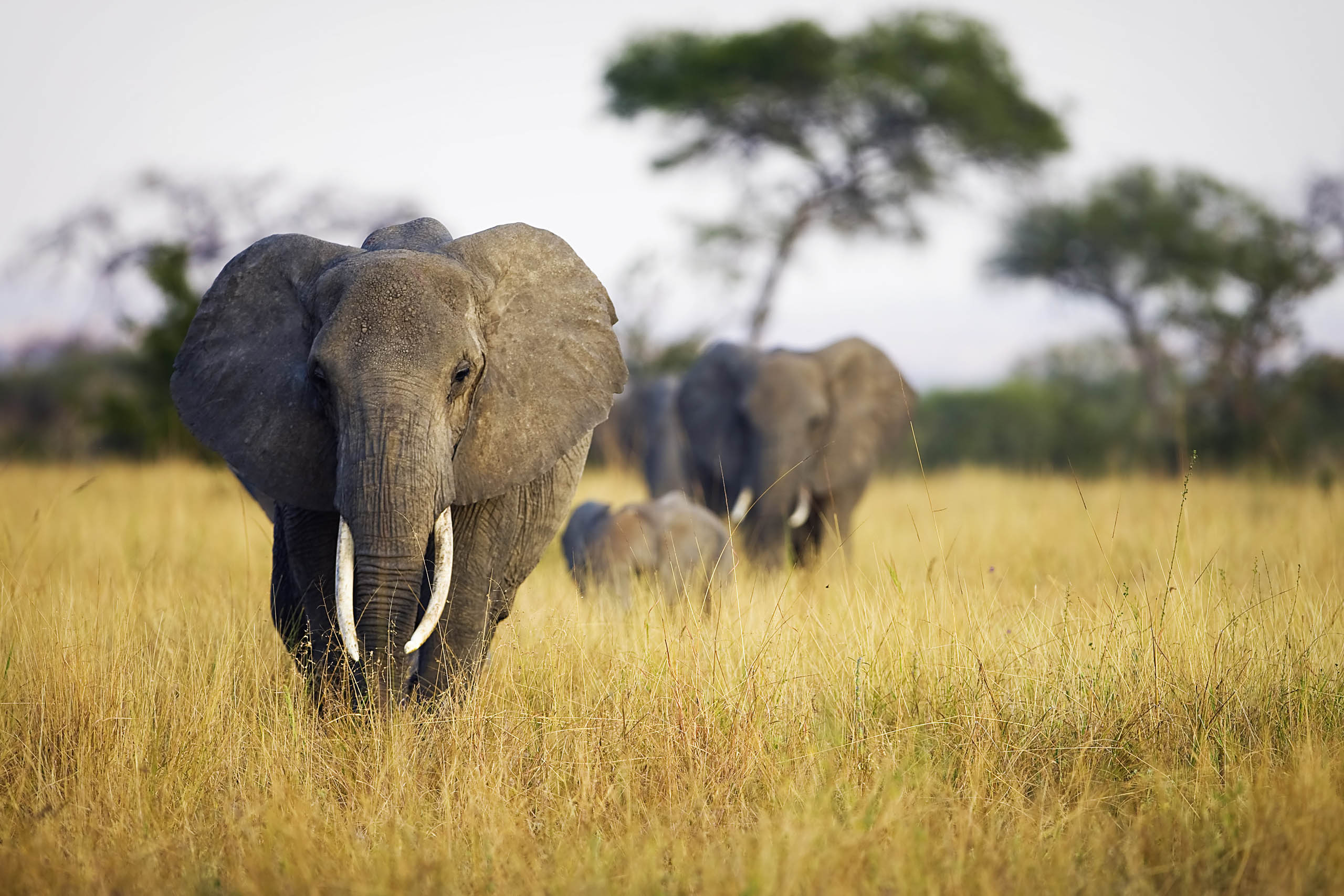 Tarangire National Park, Tanzania