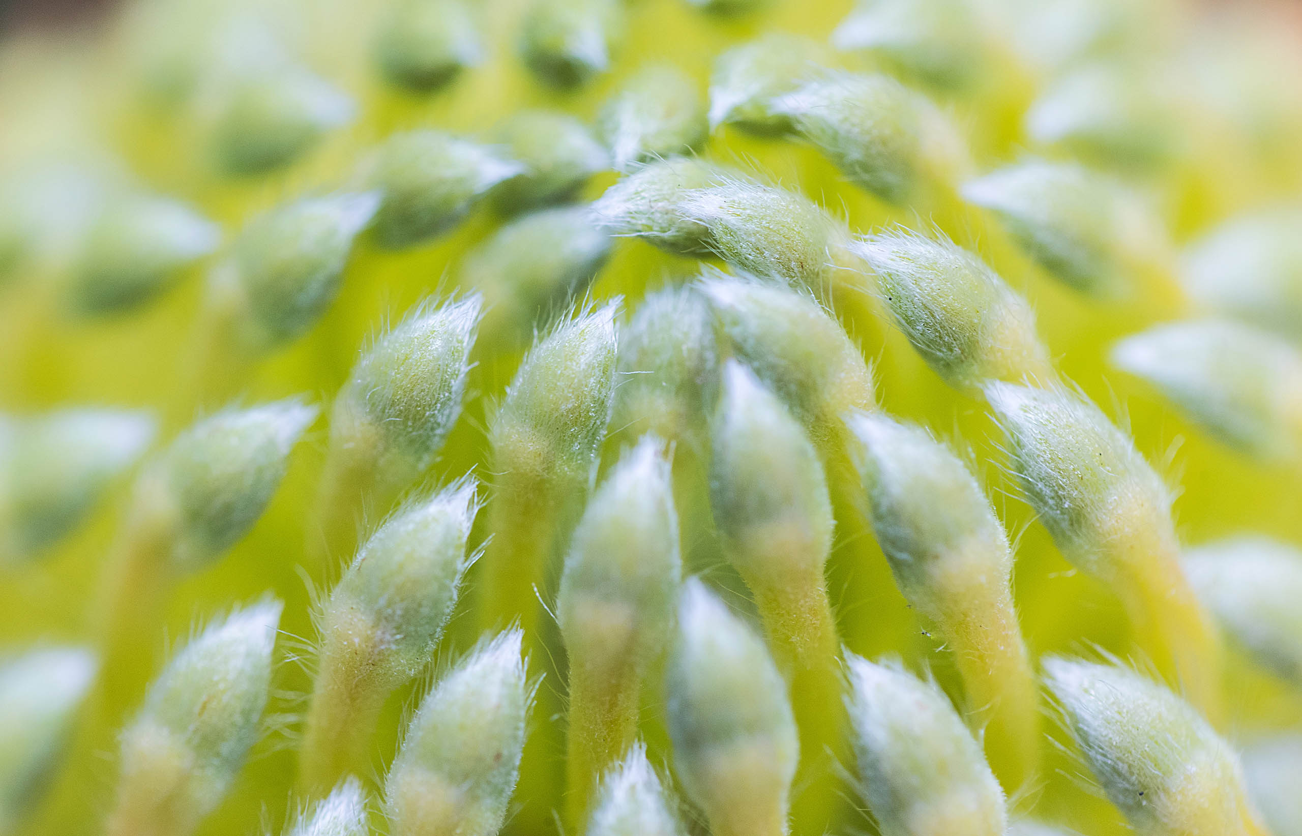 Pincushion flower from Hawaii