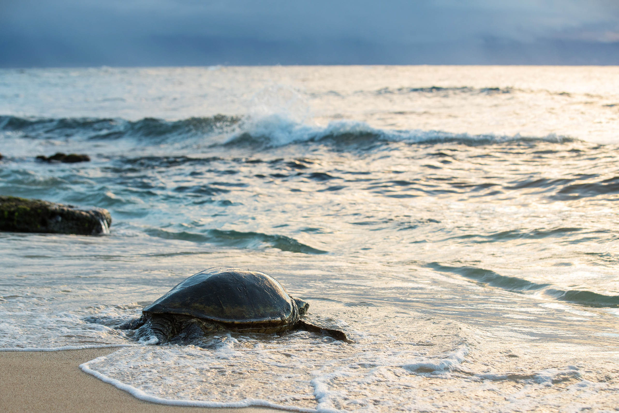 Hawaiian Green Sea Turtle