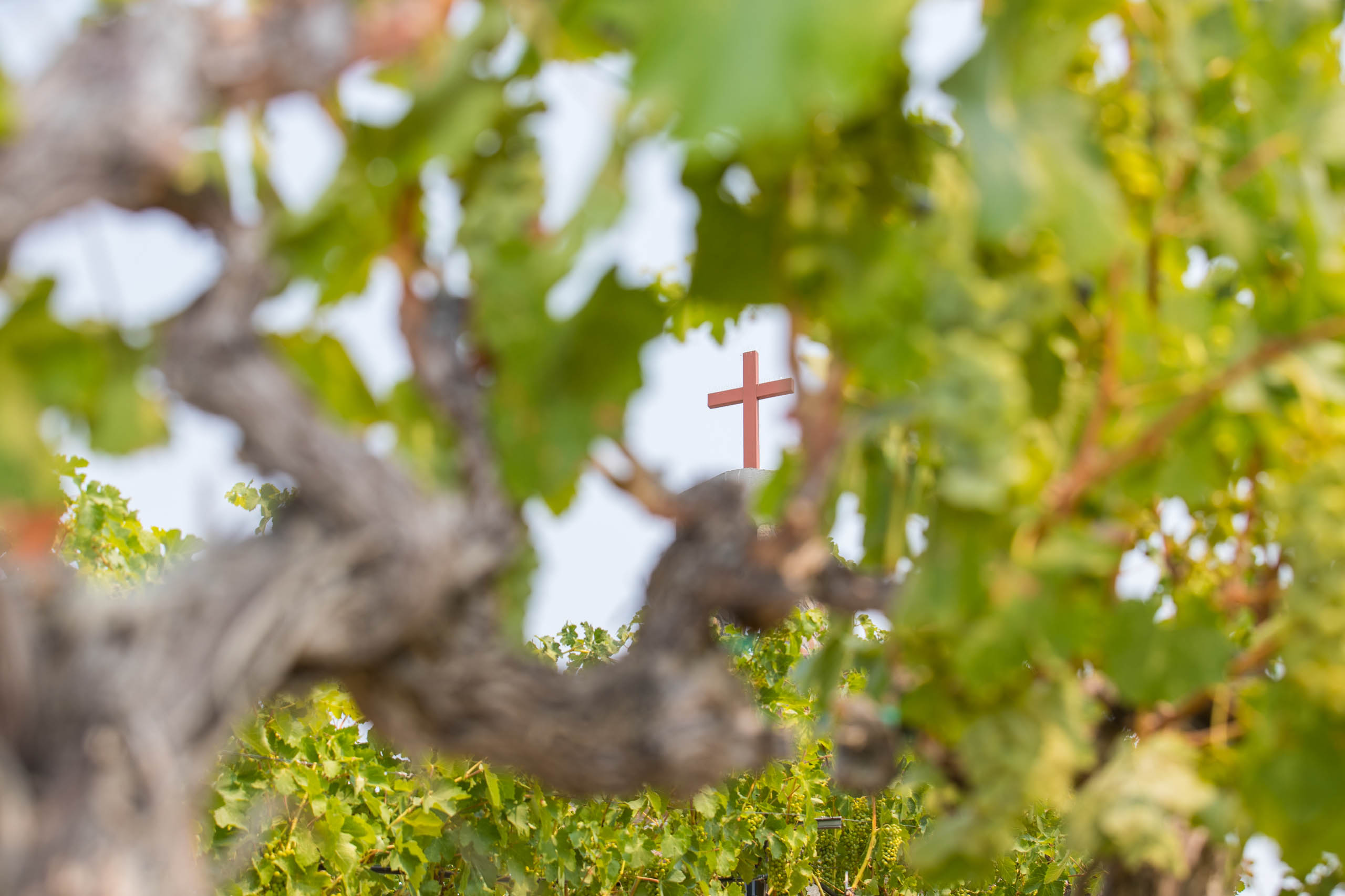 God is in the vineyard