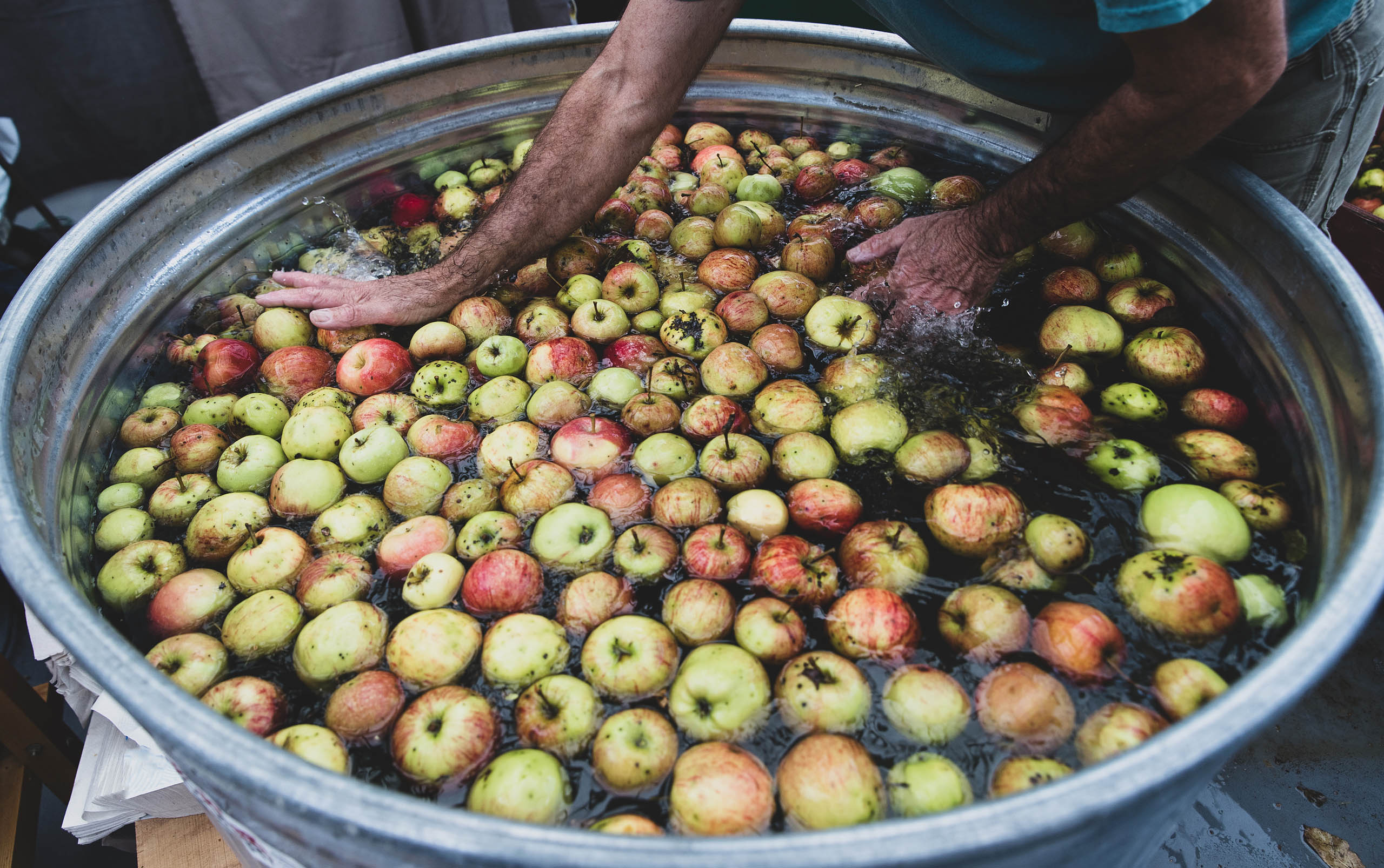 Large tub filled with fresh apples in water