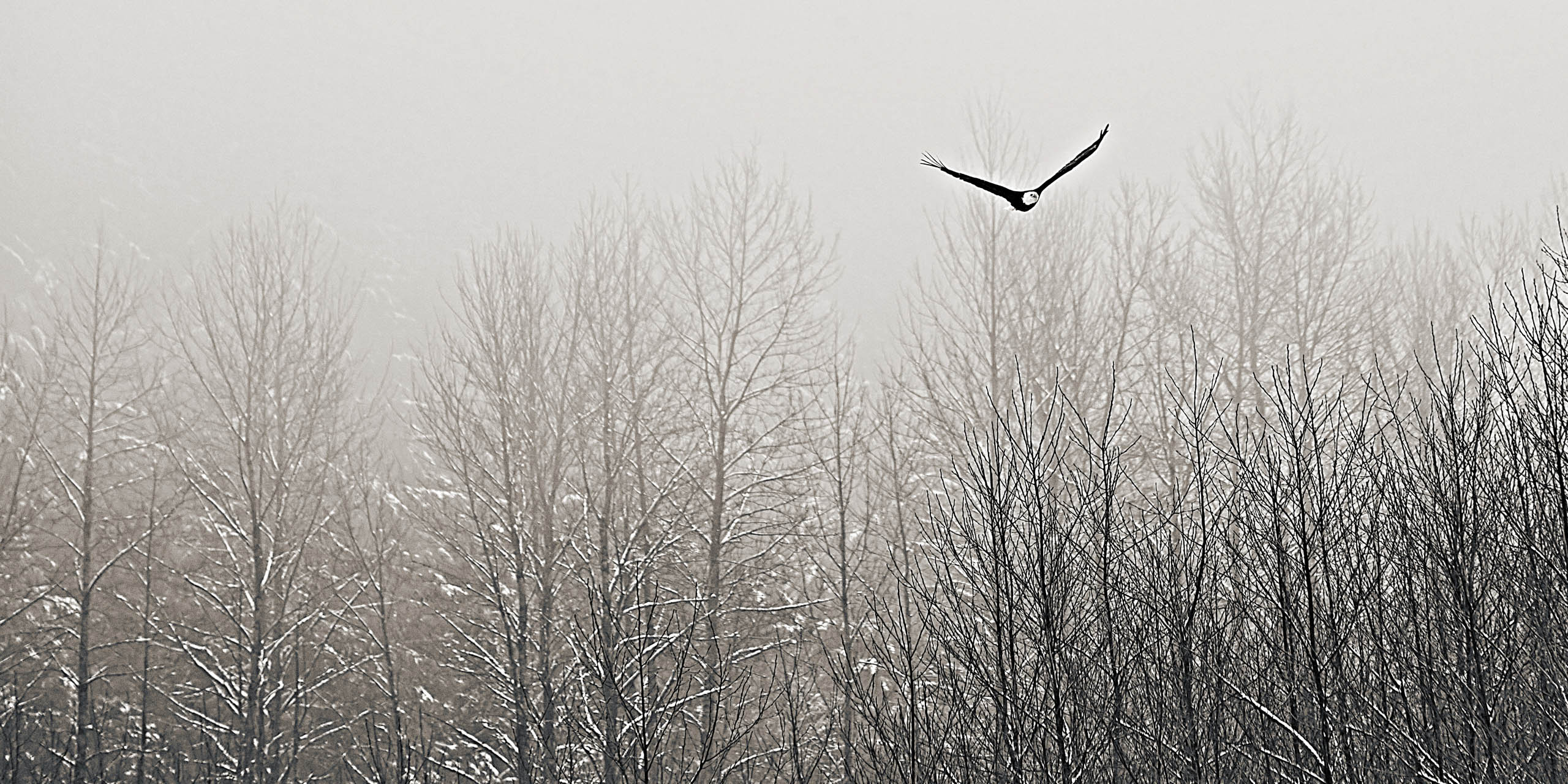 Bald Eagle in Washington State
